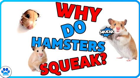 why is my hamster squeaking|what noises do hamsters make.